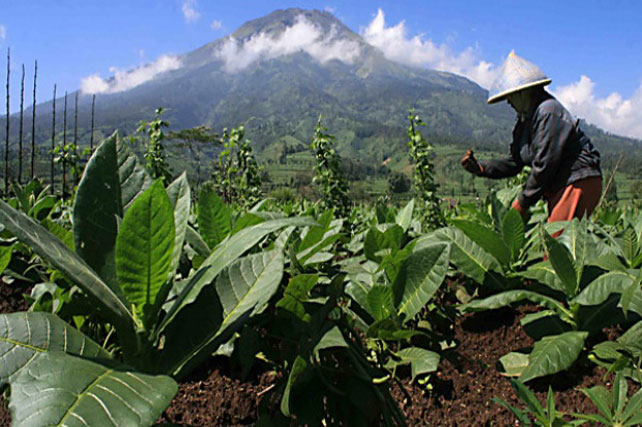 Industri Hasil Tembakau Dilema Regulasi Dan Restriksi