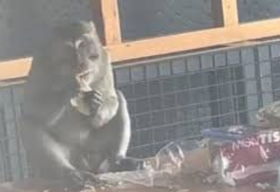 Seekor Monyet Curi Ketupat Saat Lebaran