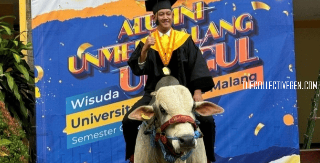 Mahasiswa Unmer Bawa 3 Ekor Sapi saat Acara Wisuda