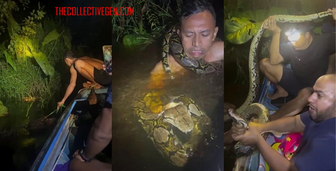 Piton Raksasa 6 Meter